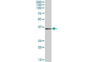 POLR3F MaxPab polyclonal antibody.