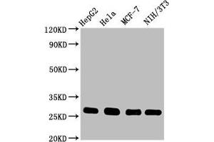 Western Blot Positive WB detected in: HepG2 whole cell lysate, Hela whole cell lysate, MCF-7 whole cell lysate, NIH/3T3 whole cell lysate All lanes: CDKN1B antibody at 0.