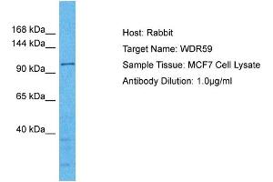 Host: Rabbit Target Name: WDR59 Sample Type: MCF7 Whole Cell lysates Antibody Dilution: 1. (WDR59 anticorps  (C-Term))
