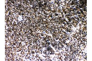 Anti- SIRT7 Picoband antibody, IHC(P) IHC(P): Mouse Spleen Tissue