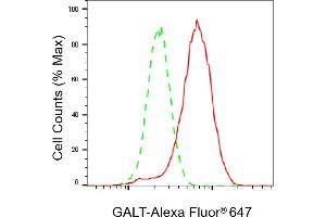 Flow cytometric analysis of GALT expression in HeLa cells using GALT antibody (ABIN7798682), 1:2,000). (Recombinant GALT anticorps)