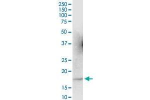 ARL2 MaxPab polyclonal antibody.