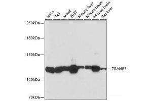 Western blot analysis of extracts of various cell lines using ZRANB3 Polyclonal Antibody at dilution of 1:3000. (ZRANB3 anticorps)