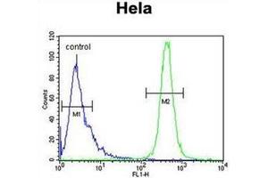 Flow cytometric analysis of Hela cells using IMP3 Antibody (C-term) Cat.