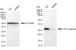 Western blotting analysis using 14-3-3 gamma antibody (ABIN7797411). (Recombinant 14-3-3 gamma anticorps)