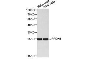 Western Blotting (WB) image for anti-Peroxiredoxin 6 (PRDX6) antibody (ABIN1874262) (Peroxiredoxin 6 anticorps)