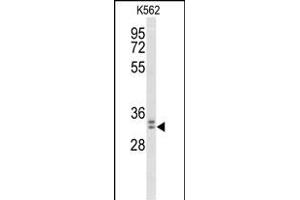 Western blot analysis of MORG1 Antibody (Center) (ABIN653527 and ABIN2842925) in K562 cell line lysates (35 μg/lane). (MORG1 anticorps  (AA 126-154))