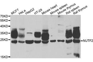 Western blot analysis of extracts of various cell lines, using NUTF2 antibody. (NUTF2 anticorps)