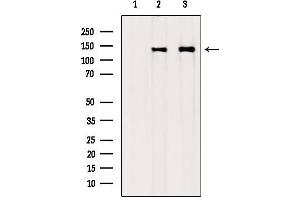 Western blot analysis of extracts from various samples, using Collagen Type VI antibody. (COL6A1 anticorps  (Internal Region))