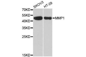 Western blot analysis of extracts of various cell lines, using MMP1 antibody. (MMP1 anticorps  (AA 20-280))