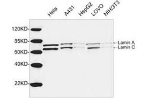 Western blot analysis of cell lysates using 1 µg/mL Rabbit Anti-Lamin A+C Polyclonal Antibody (ABIN398935) The signal was developed with IRDyeTM 800 Conjugated Goat Anti-Rabbit IgG. (Lamin A/C anticorps  (AA 400-450))