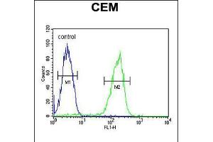 Flow cytometric analysis of CEM cells (right histogram) compared to a negative control cell (left histogram). (MAP1S anticorps  (AA 493-520))