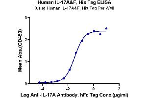 Immobilized Human IL-17A&F, His Tag at 1 μg/mL (100 μL/well) on the plate.