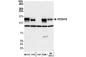 Western Blotting (WB) image for anti-Protocadherin 19 (PCDH19) (AA 1098-1148) antibody (ABIN7453272) (PCDH19 anticorps  (AA 1098-1148))