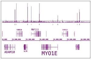 RNA pol II CTD phospho Ser5 antibody (pAb) tested by ChIP-Seq. (Rpb1 CTD anticorps  (pSer5, Ser5))