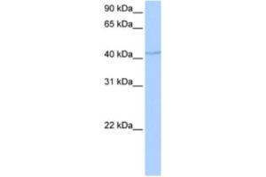 Western Blotting (WB) image for anti-DPH1 Homolog (DPH1) antibody (ABIN2463486) (DPH1 anticorps)