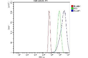 Flow Cytometry analysis of U251 cells using anti-KEAP1 antibody (ABIN7602552). (KEAP1 anticorps  (AA 84-312))