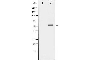 Western blot analysis of Fos expression in HepG2 cell extract.