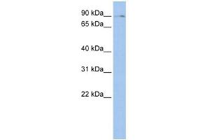 BMP2K antibody used at 1 ug/ml to detect target protein. (BMP2K anticorps  (Middle Region))