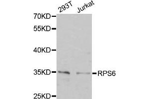 Western Blotting (WB) image for anti-Ribosomal Protein S6 (RPS6) antibody (ABIN1877085) (RPS6 anticorps)