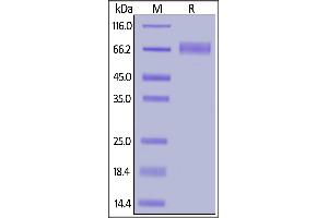 Biotinylated Human IL-15 R alpha, Fc,Avitag on  under reducing (R) condition. (IL15RA Protein (AA 31-205) (Fc Tag,AVI tag,Biotin))