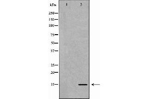 Western blot analysis of extracts of HeLa  using H3K9me1 antibody. (Histone 3 anticorps  (H3K9me))