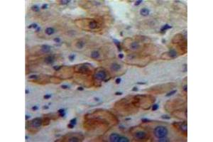 IHC-P analysis of Liver tissue, with DAB staining. (LAMa4 anticorps  (AA 832-1039))