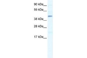 SMARCB1 antibody used at 1. (SMARCB1 anticorps  (N-Term))