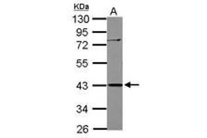 Image no. 1 for anti-Apolipoprotein B mRNA Editing Enzyme, Catalytic Polypeptide-Like 3G (APOBEC3G) (AA 1-158) antibody (ABIN1496667)