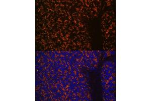 Immunofluorescence analysis of mouse brain using Synaptophysin Rabbit mAb (ABIN7270669) at dilution of 1:100 (40x lens). (Synaptophysin anticorps)