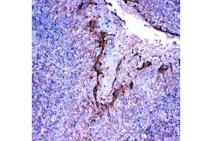Immunohistochemistry (Paraffin-embedded Sections) (IHC (p)) image for anti-Profilin 2 (PFN2) (AA 125-140), (C-Term) antibody (ABIN3042861)