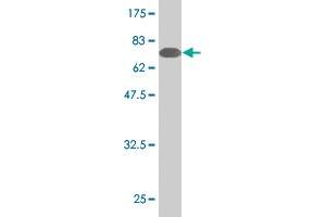 Western Blot detection against Immunogen (78.
