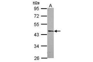 Image no. 2 for anti-Developmentally Regulated GTP Binding Protein 2 (DRG2) (AA 55-273) antibody (ABIN1497906)