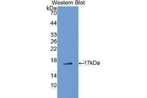 Detection of Recombinant PTN, Mouse using Polyclonal Antibody to Pleiotrophin (PTN) (Pleiotrophin anticorps  (AA 33-168))
