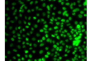 Immunofluorescence analysis of A549 cells using KLF9 antibody (ABIN5974329). (KLF9 anticorps)