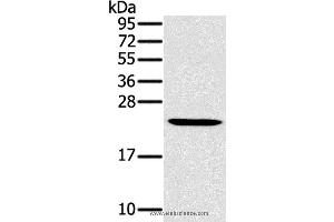 Western blot analysis of Mouse liver tissue, using MED22 Polyclonal Antibody at dilution of 1:800