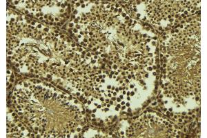 ABIN6273534 at 1/100 staining Mouse testis tissue by IHC-P. (TAF7L anticorps  (C-Term))