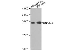 Western blot analysis of extracts of various cell lines, using DNAJB9 antibody (ABIN5975572) at 1/1000 dilution. (DNAJB9 anticorps)