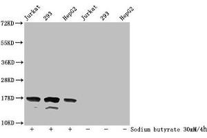Western Blot Detected samples: Jurkat whole cell lysate, 293 whole cell lysate, HepG2 whole cell lysate, Untreated (-) or treated (+) with 30 mM sodium butyrate for 4h All lanes: HIST1H3A antibody at 1:500 Secondary Goat polyclonal to rabbit IgG at 1/40000 dilution Predicted band size: 16 kDa Observed band size: 16 kDa