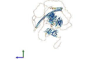 AlphaFold protein structure predicition of Mouse Recombinant Rimbp2 Protein, UniprotID Q80U40