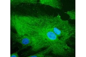 Immunofluorescence (IF) image for anti-RAB32, Member RAS Oncogene Family (RAB32) (C-Term) antibody (ABIN1440004)