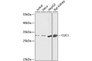 Western blot analysis of extracts of various cell lines using CLIC1 Polyclonal Antibody at dilution of 1:1000. (CLIC1 anticorps)