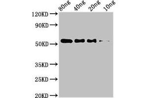 Western Blot Positive WB detected in Recombinant protein All lanes: STARD9 antibody at 3.