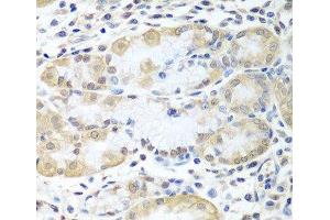 Immunohistochemistry of paraffin-embedded Human stomach using ASNA1 Polyclonal Antibody at dilution of 1:100 (40x lens). (ASNA1 anticorps)