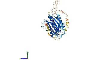 AlphaFold protein structure predicition of Human Recombinant HORMAD2 Protein, UniprotID Q8N7B1