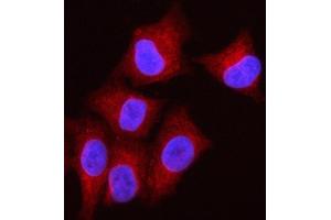 IF analysis of OLAH using anti-OLAH antibody (ABIN7599930). (OLAH anticorps  (AA 13-265))