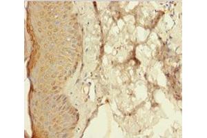 Immunohistochemistry of paraffin-embedded human skin tissue using ABIN7167717 at dilution of 1:100 (Resistin anticorps  (AA 19-108))