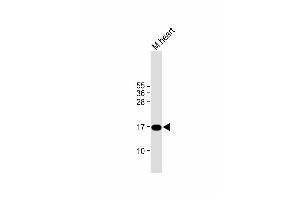 Anti-IER3 Antibody (N-term) at 1:1000 dilution + mouse heart lysate Lysates/proteins at 20 μg per lane.