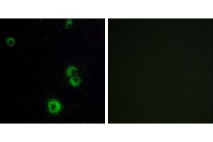 Peptide - +Immunofluorescence analysis of MCF-7 cells, using F2RL2 antibody. (F2RL2 anticorps  (Internal Region))