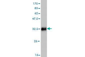 Western Blot detection against Immunogen (33.
